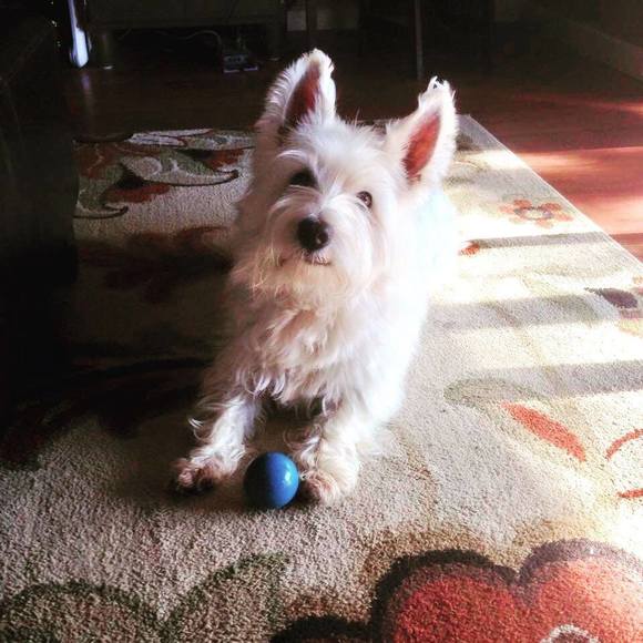 Meet your Posher, Daniel - Picture 1 of 1